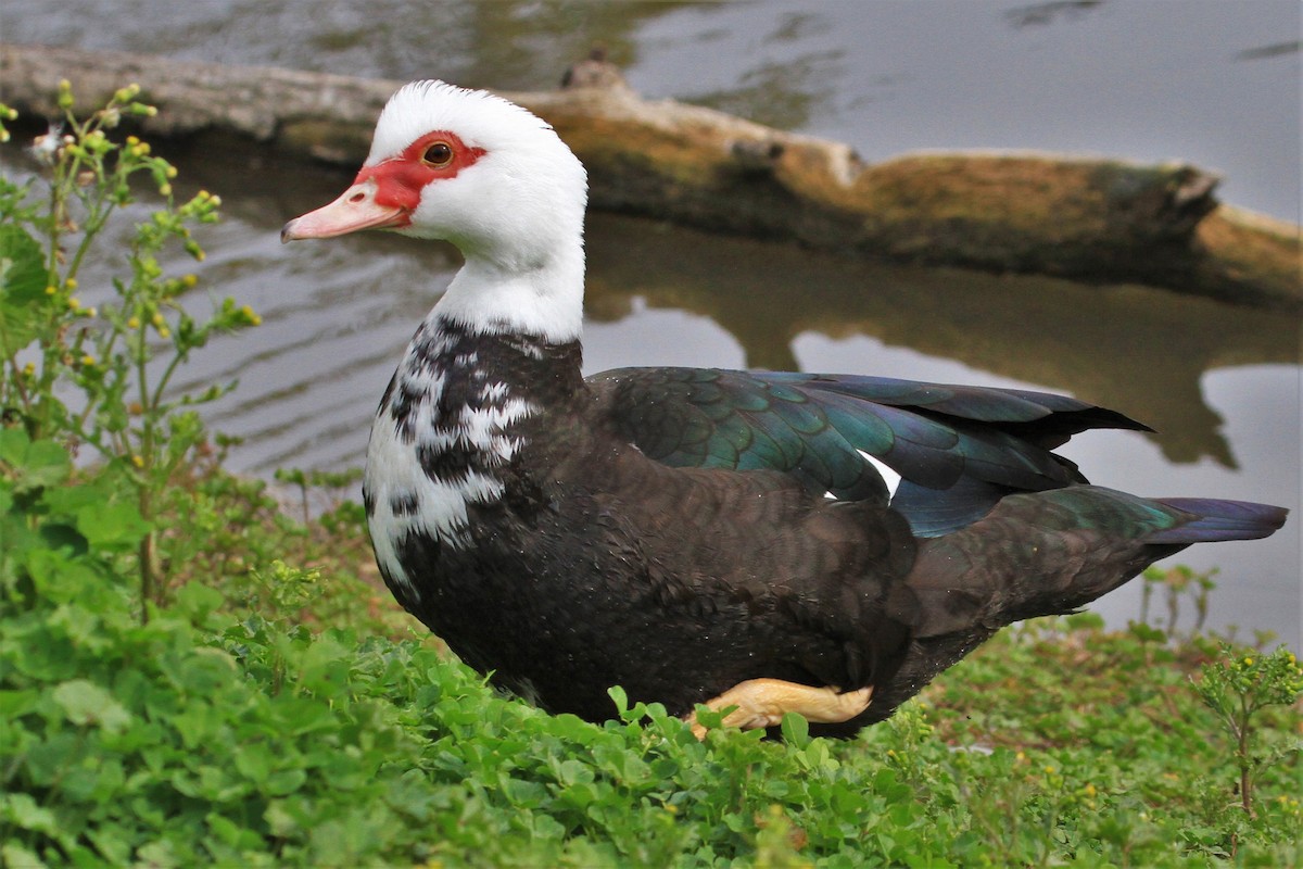 Muscovy Duck (Domestic type) - Kent Forward