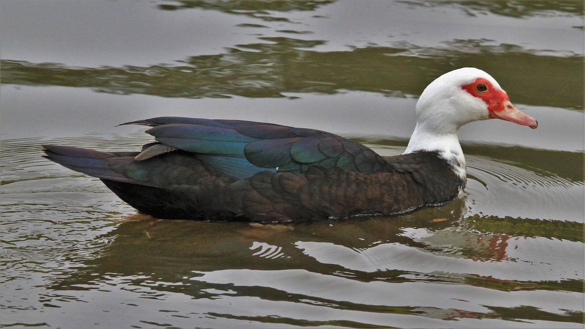 Muscovy Duck (Domestic type) - Kent Forward