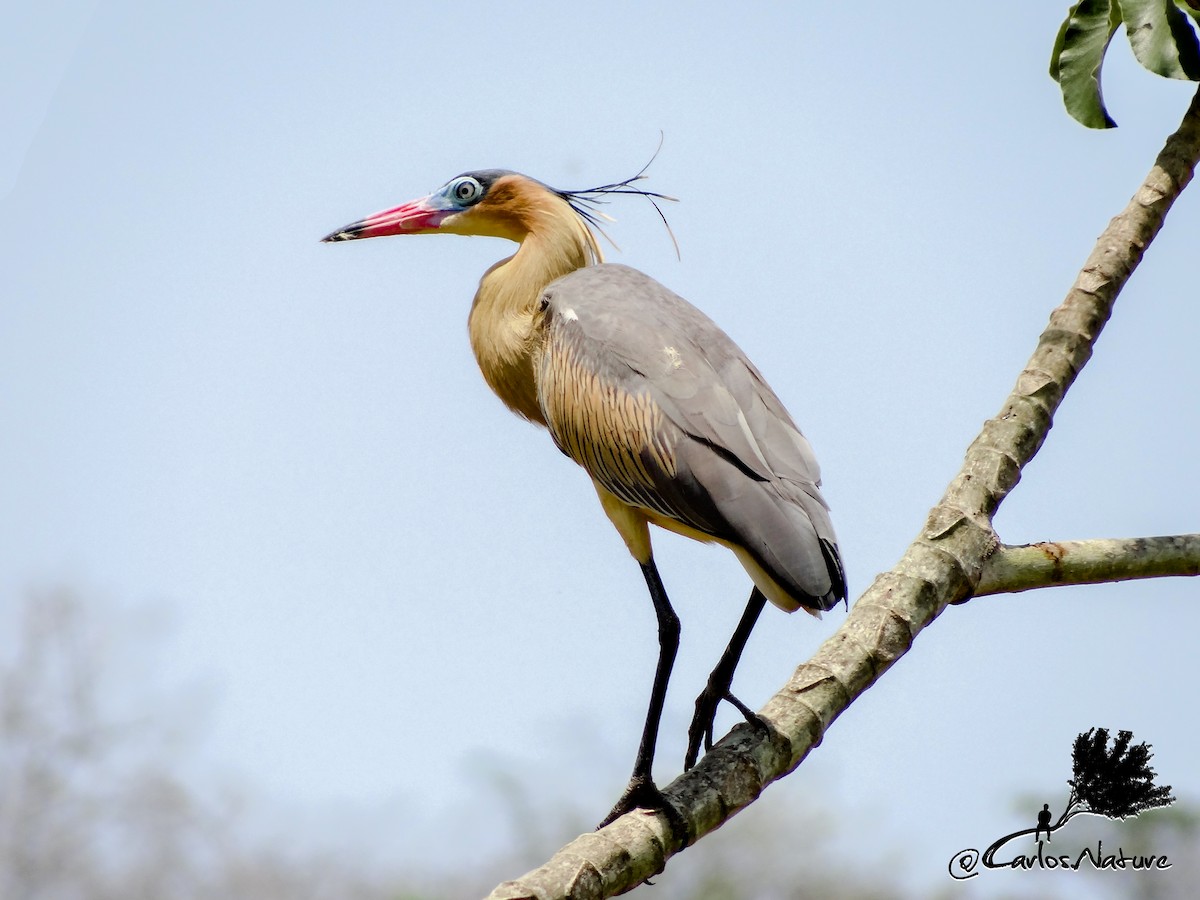 Whistling Heron - Anonymous