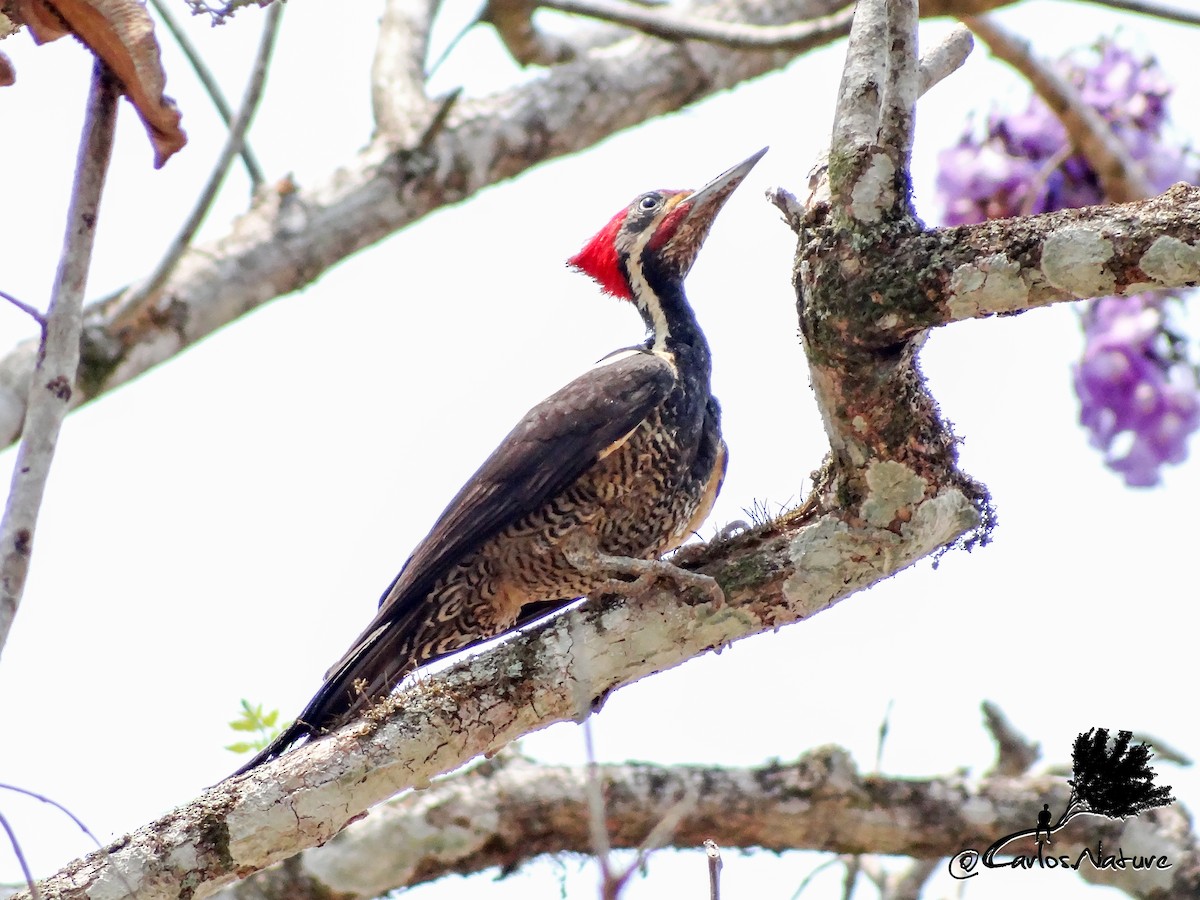 Lineated Woodpecker - Anonymous
