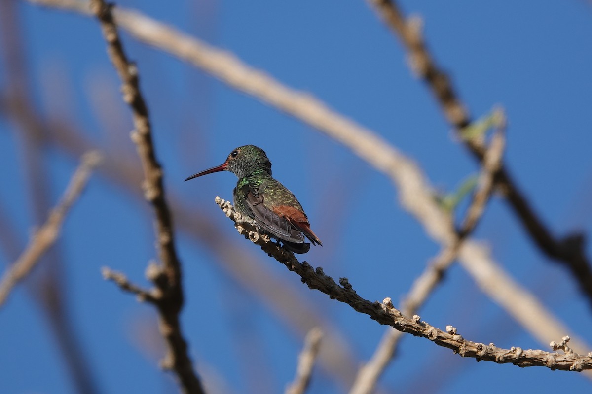 Rufous-tailed Hummingbird - ML147152821