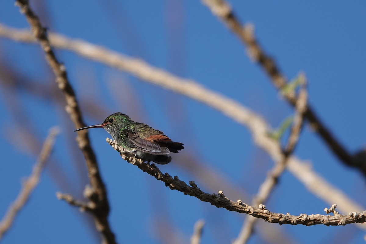 Rufous-tailed Hummingbird - Mark Eveland