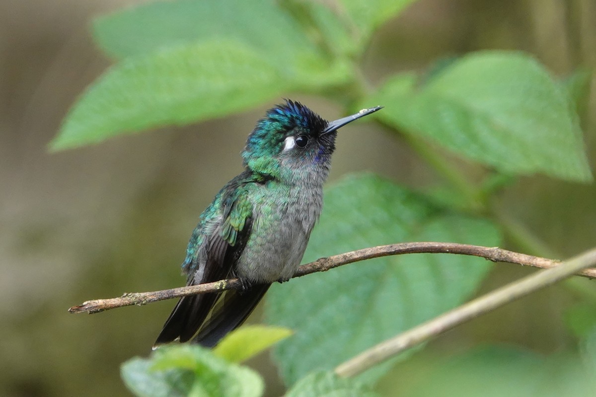 Violet-headed Hummingbird - ML147154471