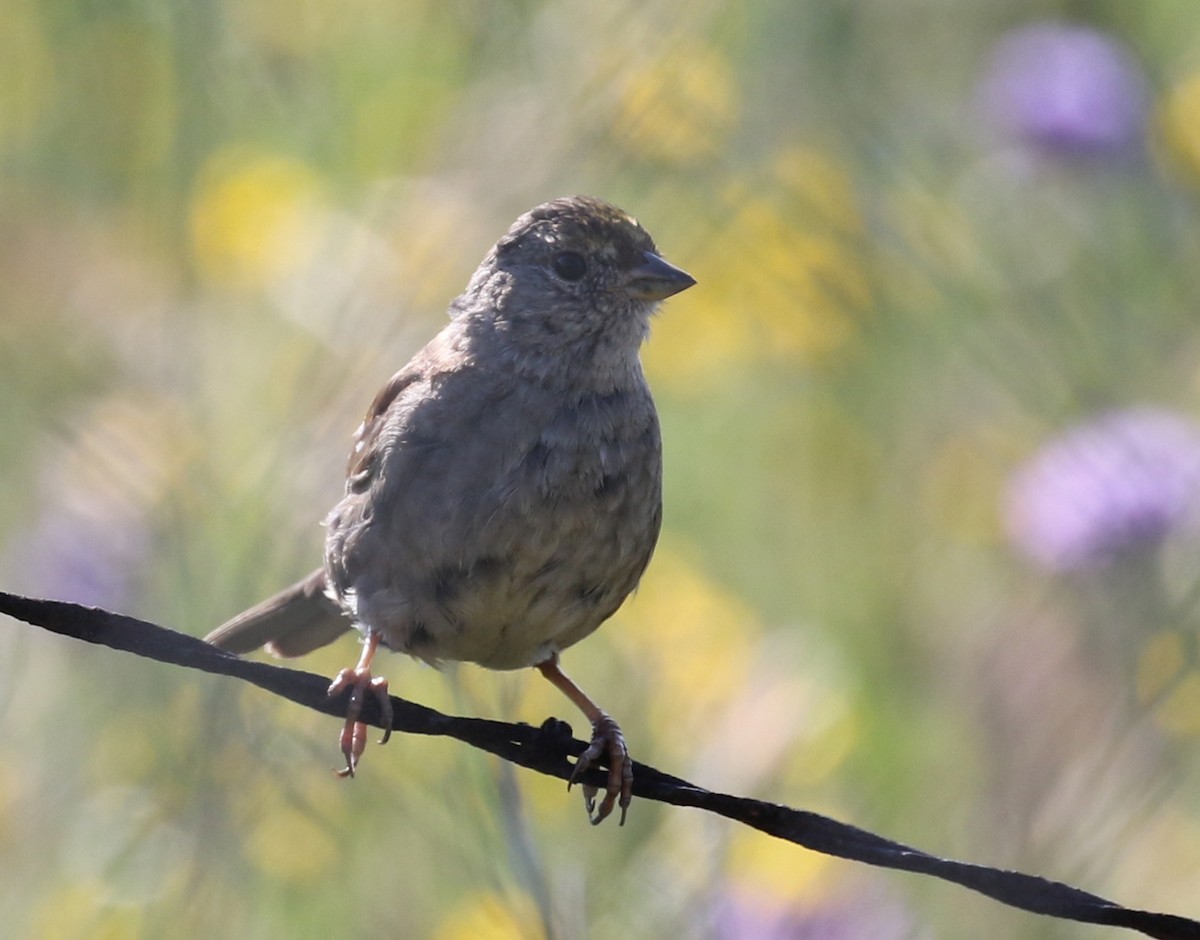 Golden-crowned Sparrow - Matthew Grube