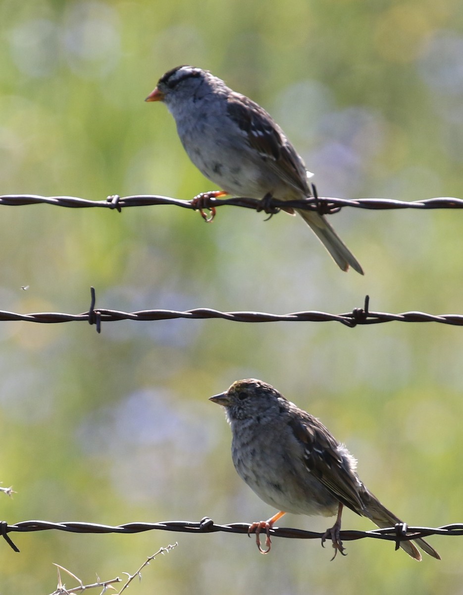 Golden-crowned Sparrow - Matthew Grube