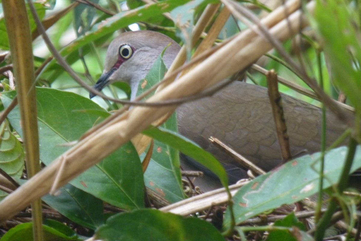 Gray-chested Dove - Nicholas Sly