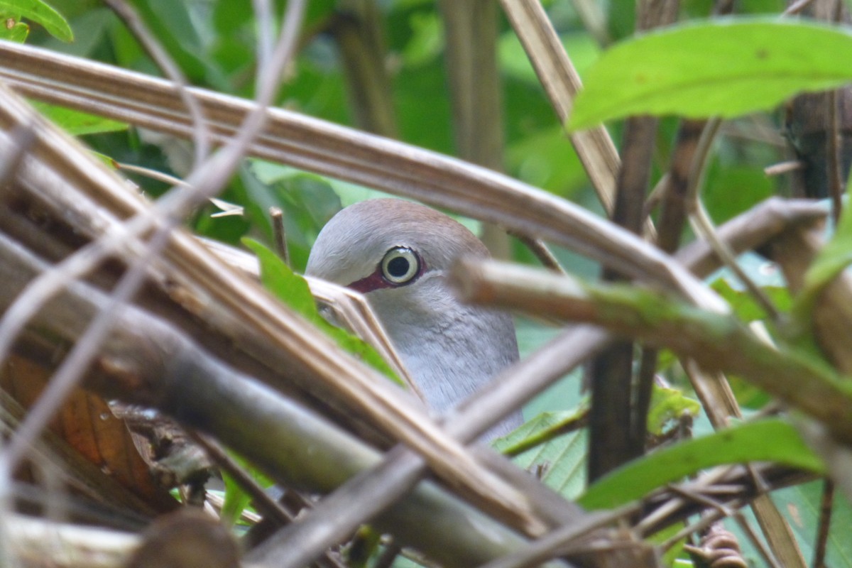 Gray-chested Dove - ML147155191