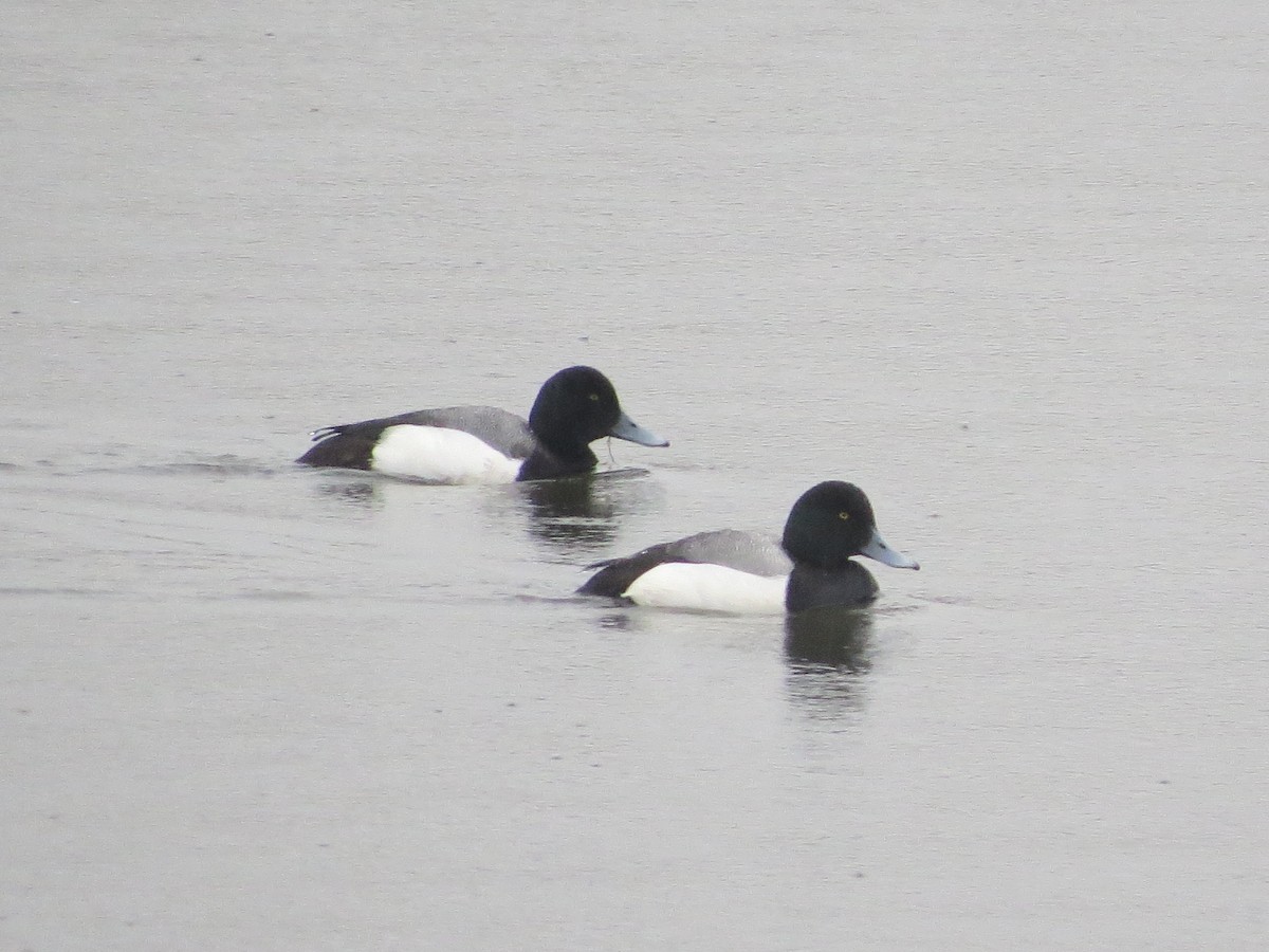 Greater Scaup - ML147155621