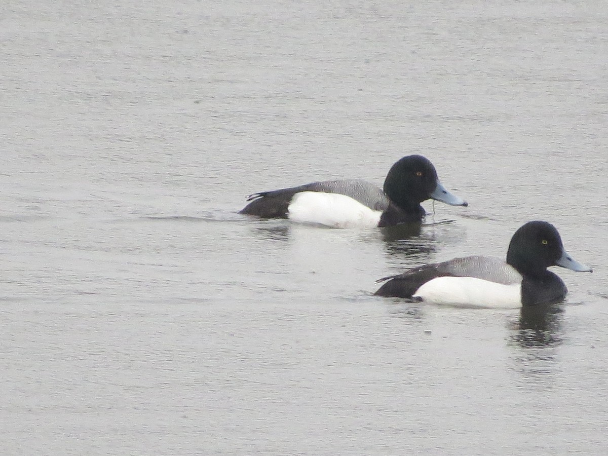 Greater Scaup - ML147155701