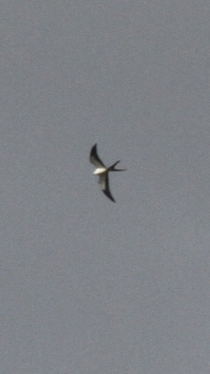 Swallow-tailed Kite - ML147156181