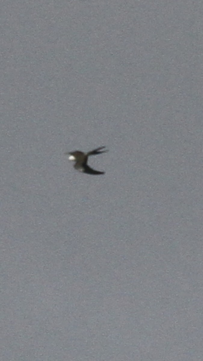 Swallow-tailed Kite - ML147156221