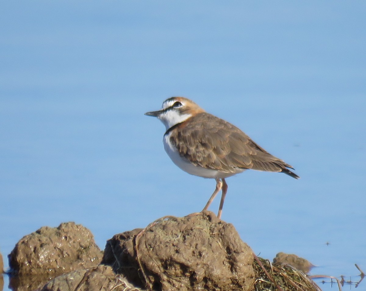 Collared Plover - Julián Tocce
