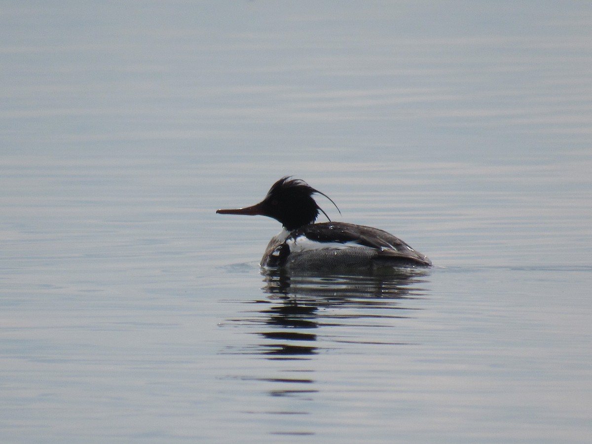 Red-breasted Merganser - Kyle Clements