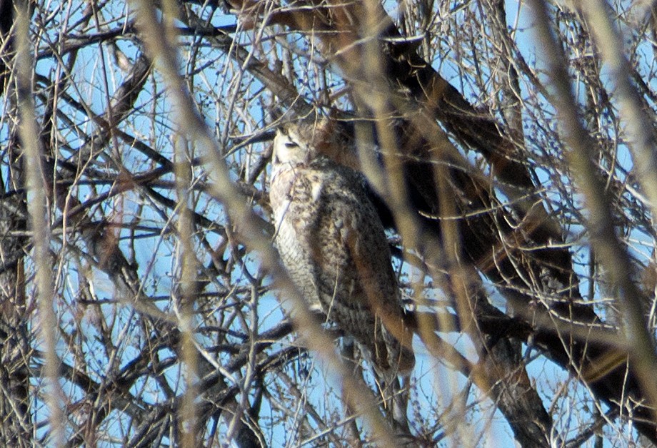 Great Horned Owl - ML147159481