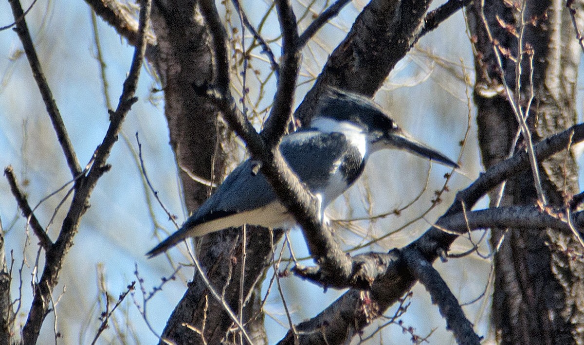 Belted Kingfisher - ML147159701