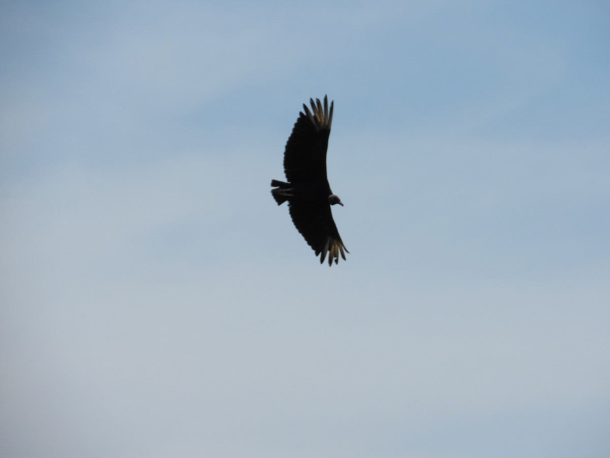 Black Vulture - ML147160371