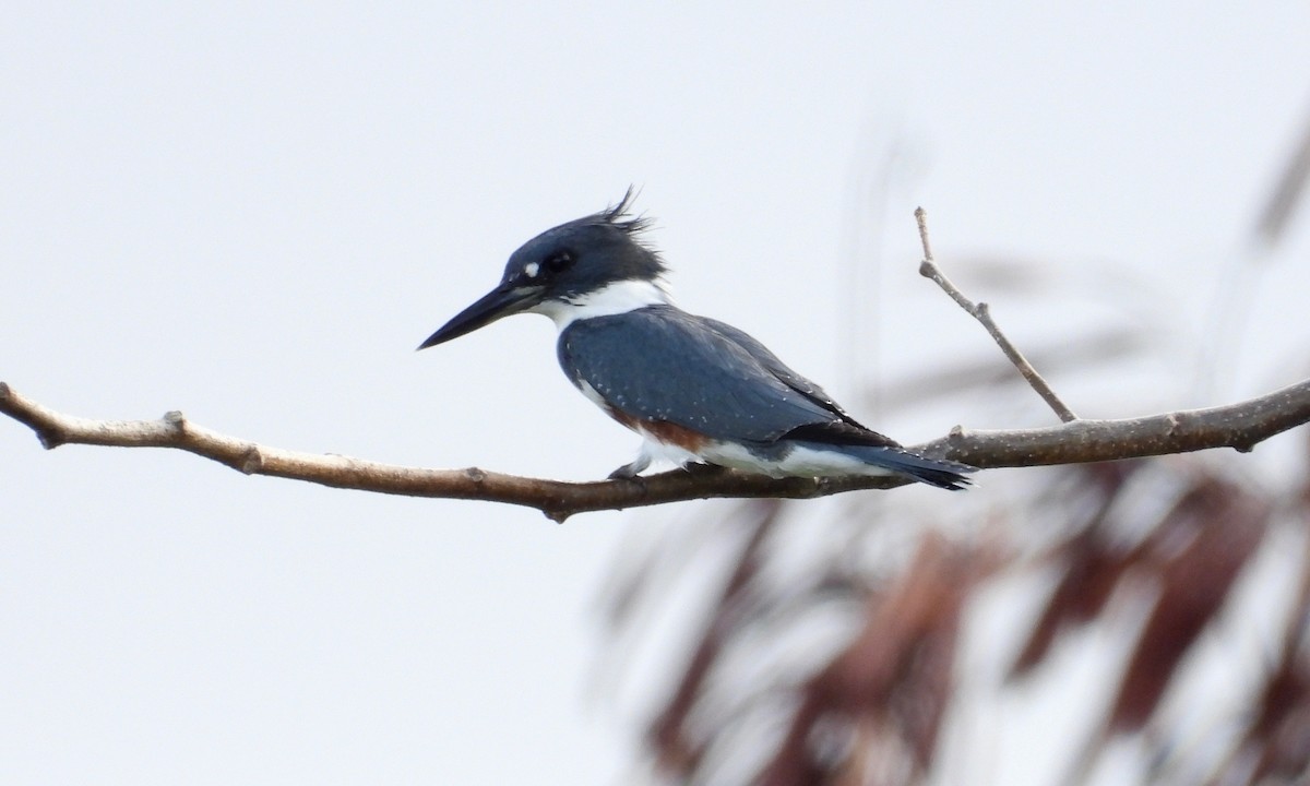 Belted Kingfisher - grete pasch