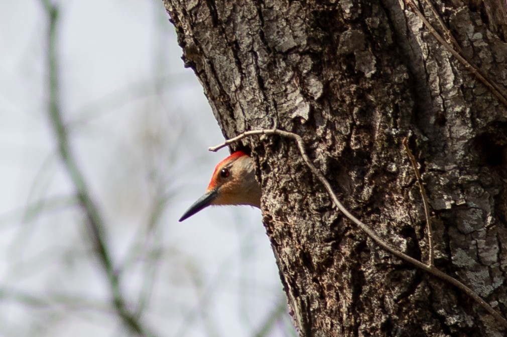 Red-bellied Woodpecker - ML147162471