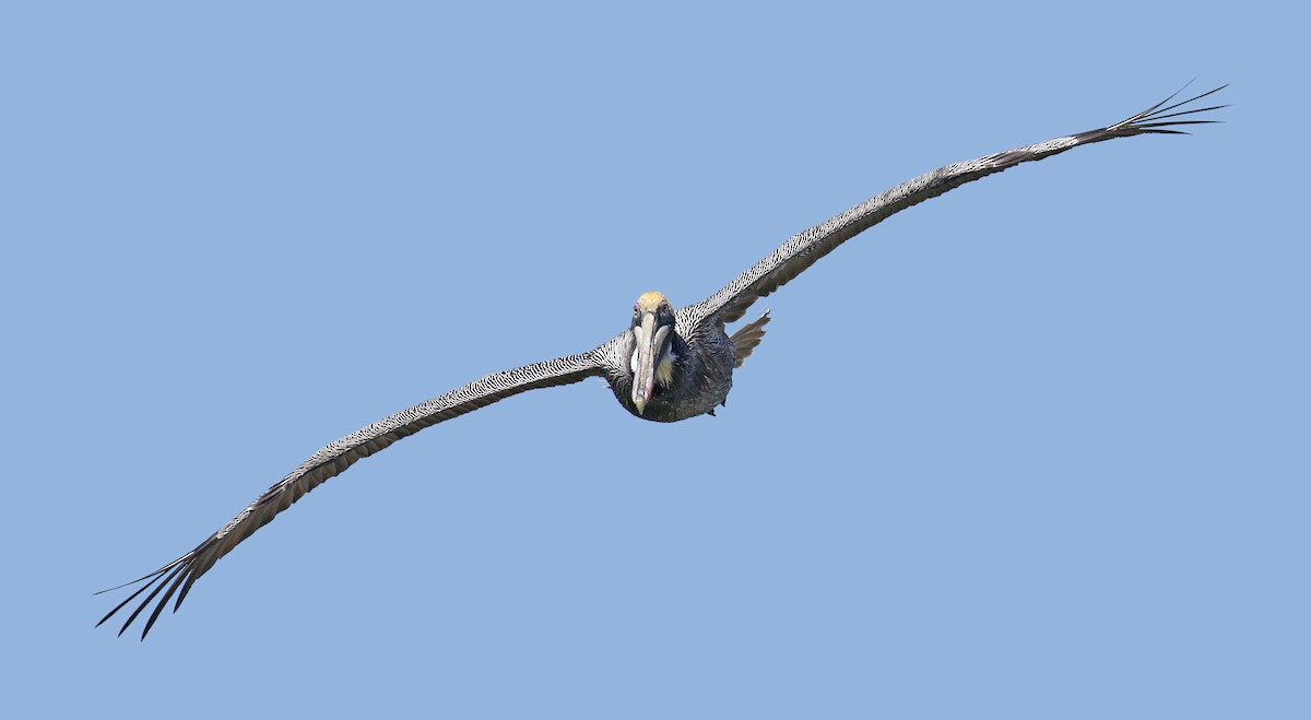 pelikán hnědý (ssp. carolinensis) - ML147165361