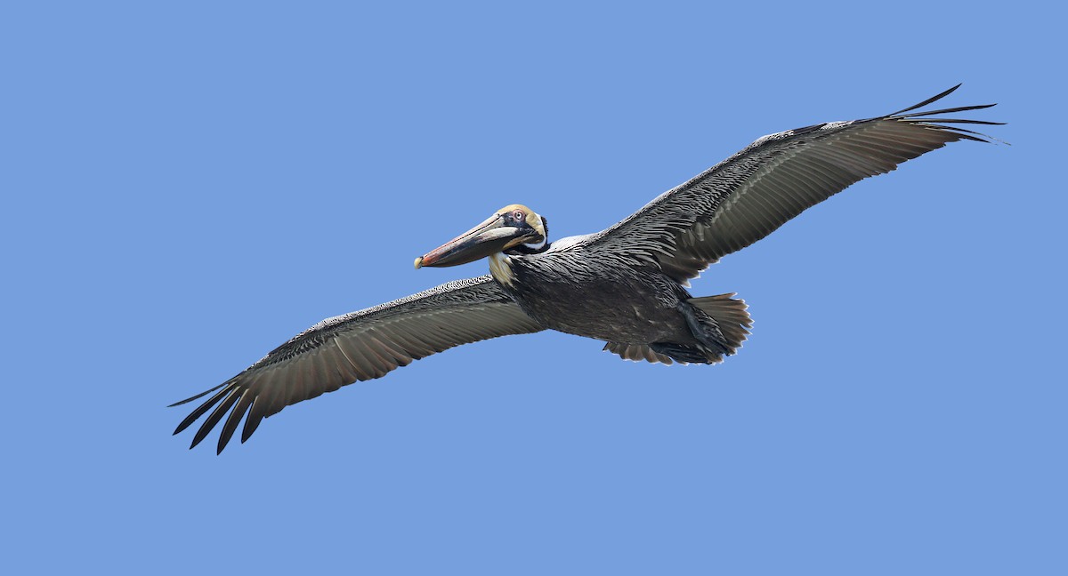 pelikán hnědý (ssp. carolinensis) - ML147165421