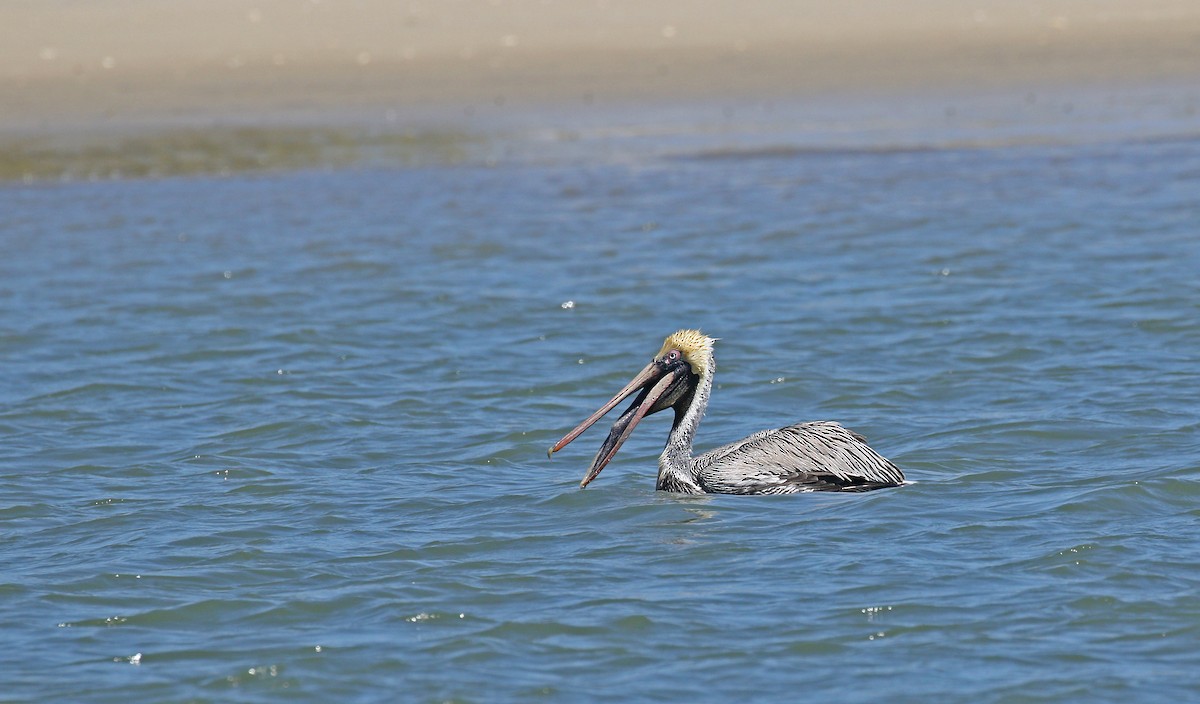 pelikán hnědý (ssp. carolinensis) - ML147165541
