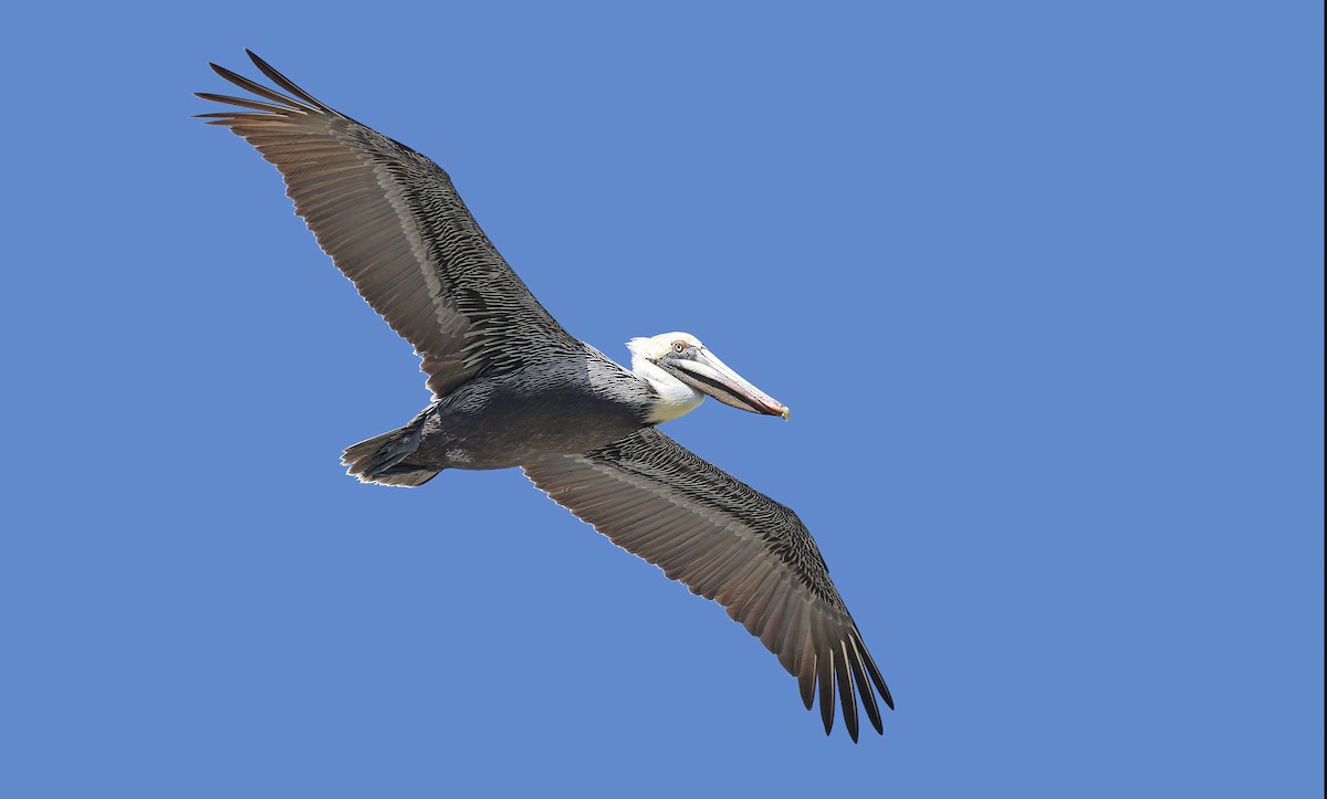 pelikán hnědý (ssp. carolinensis) - ML147165571