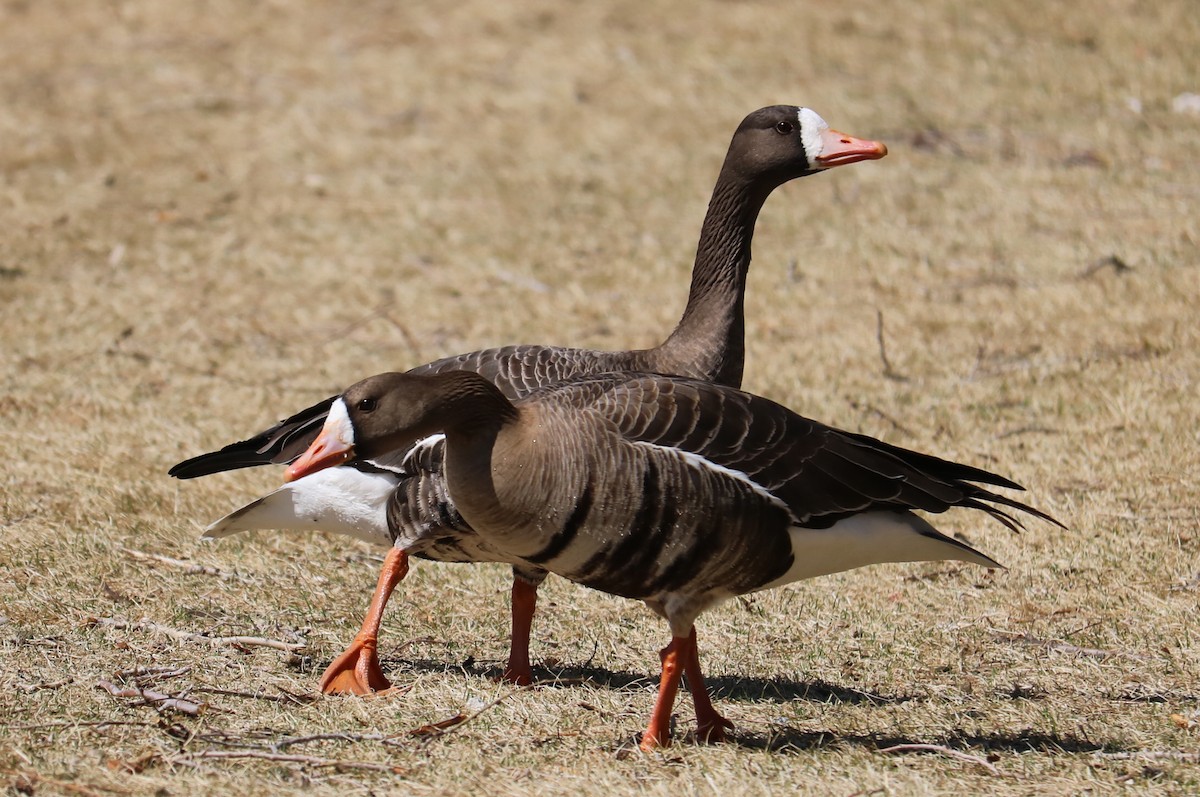 Greater White-fronted Goose - ML147165611