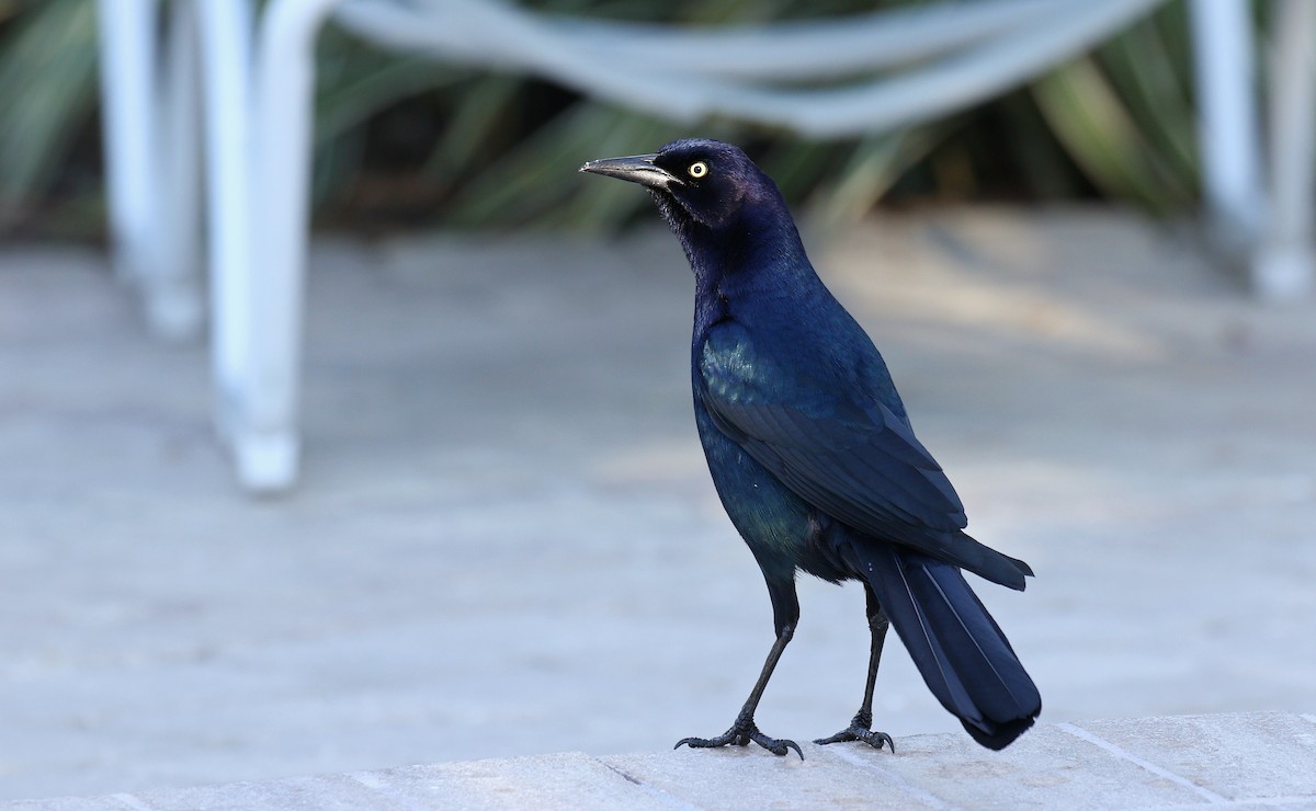 Boat-tailed Grackle - ML147165761