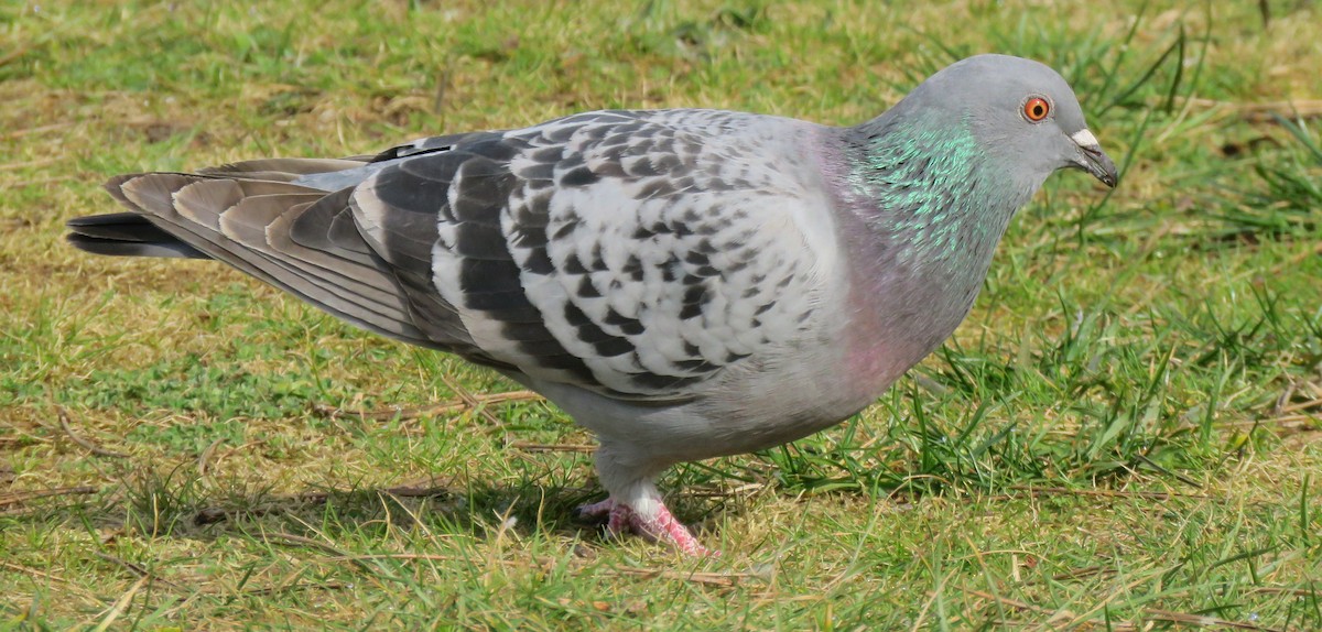 Rock Pigeon (Feral Pigeon) - ML147166671