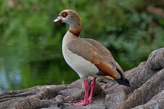 Egyptian Goose, ML147167071