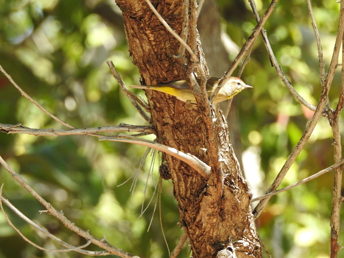 Palm Warbler - Bee Breutinger