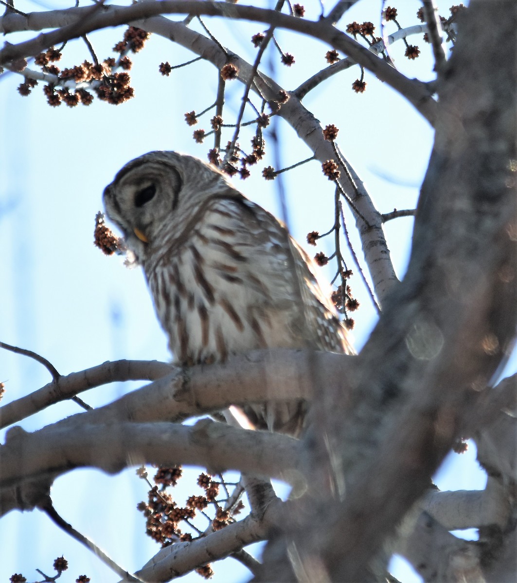 Barred Owl - Marcia Suchy