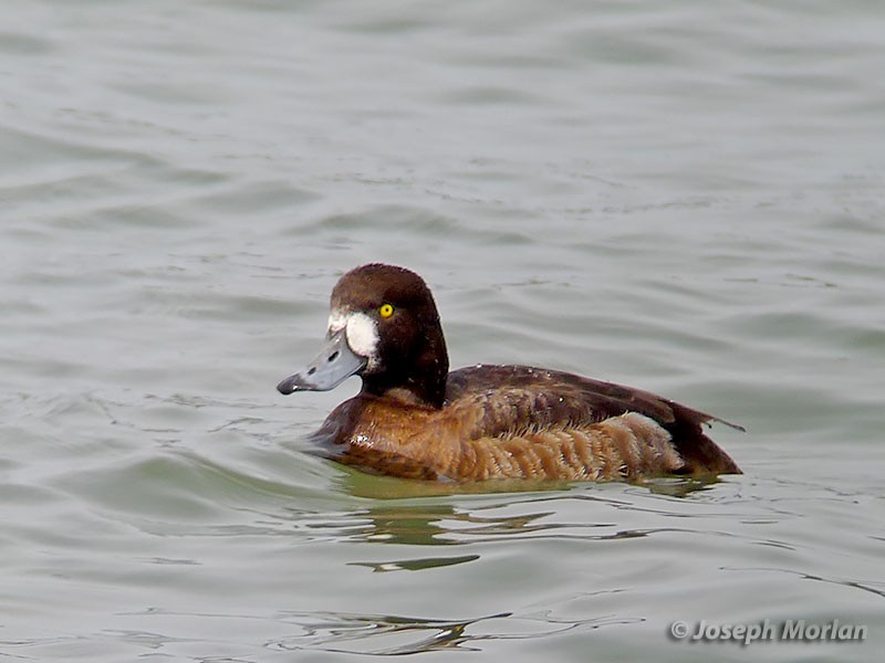Greater Scaup - ML147168491