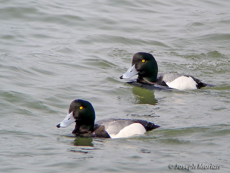 Greater Scaup - ML147168551