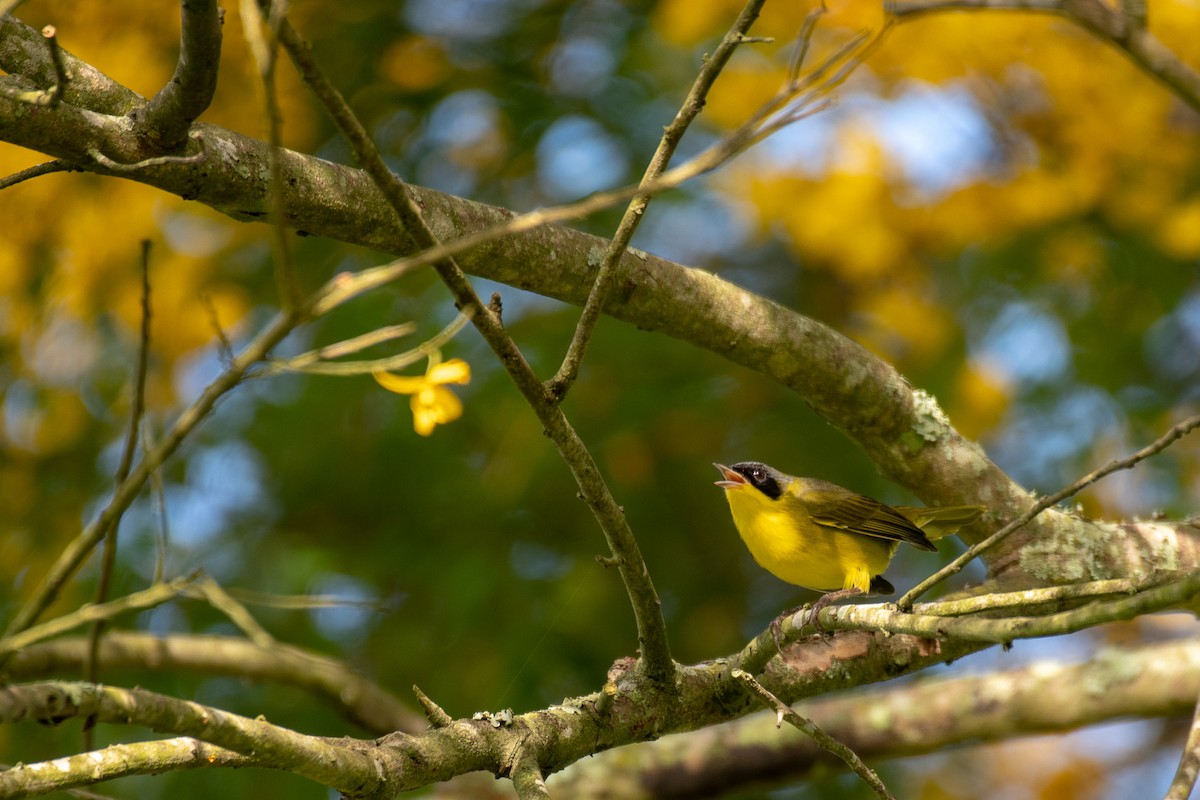 Southern Yellowthroat - Victor Castanho