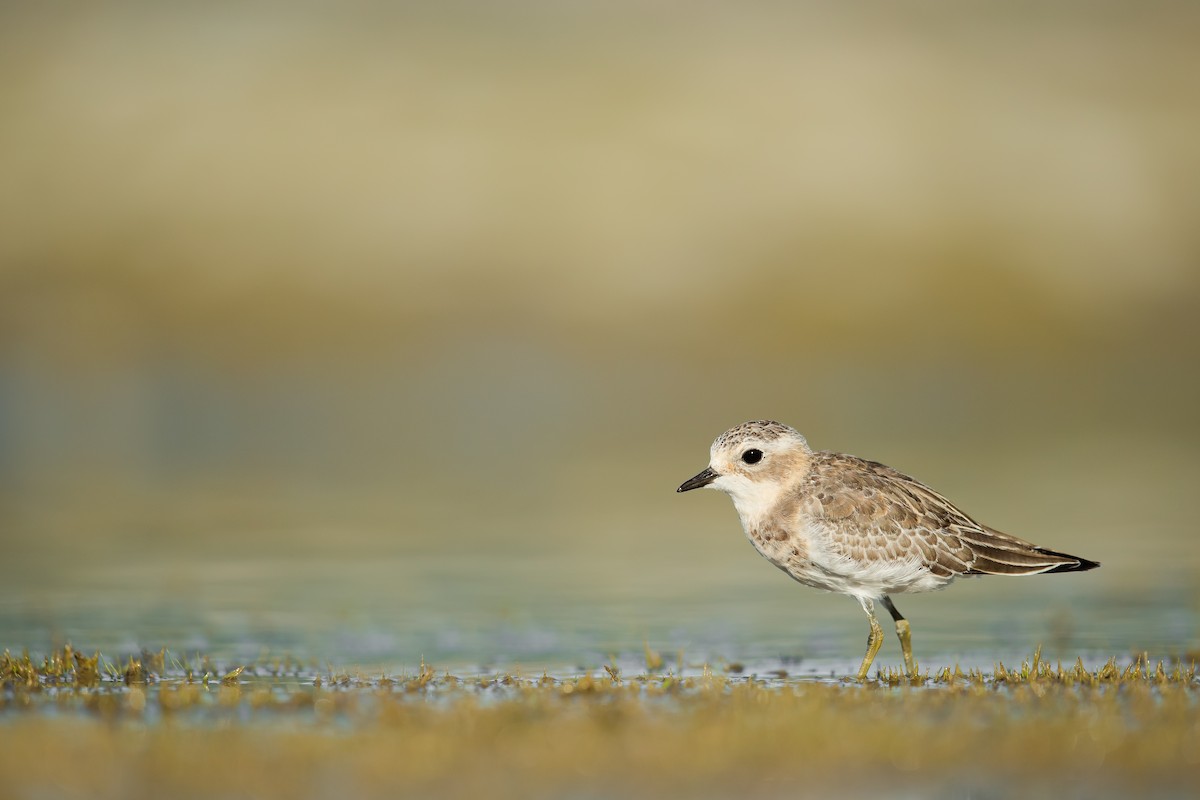Double-banded Plover - ML147169411