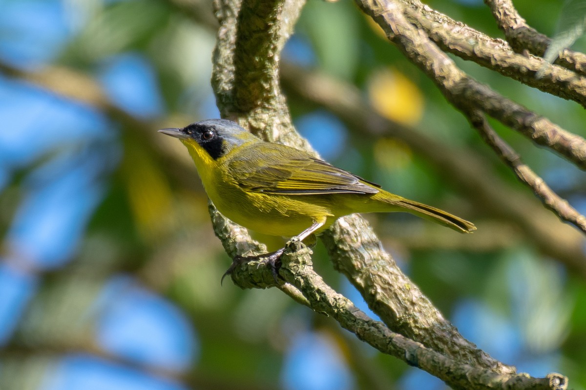 Southern Yellowthroat - Victor Castanho