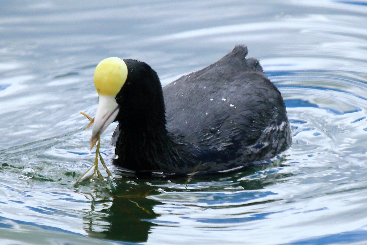 Slate-colored Coot - Butch Carter