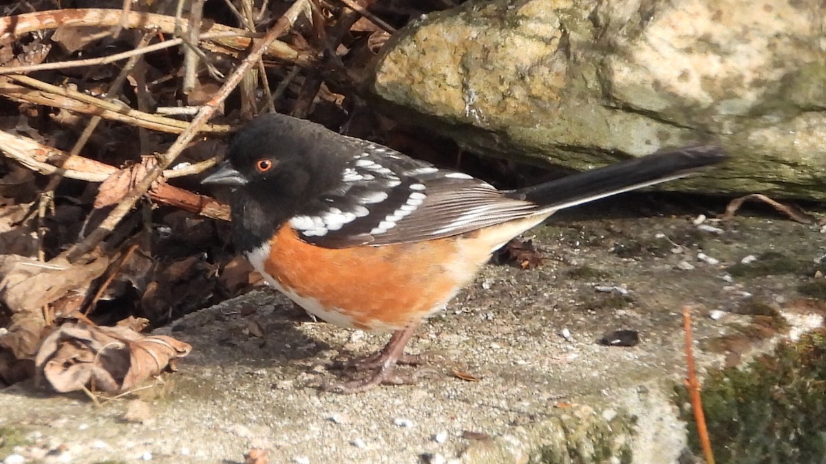 Spotted Towhee - Reba and Allan Dupilka