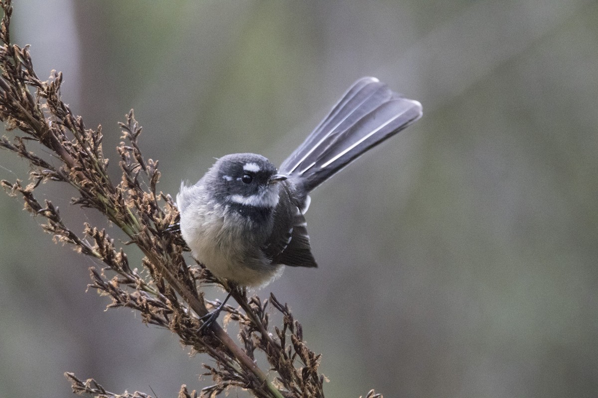 Gray Fantail - John Cantwell