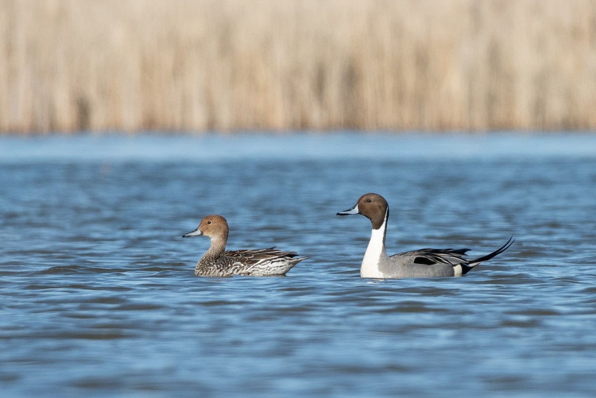 Northern Pintail - Tyler Ficker