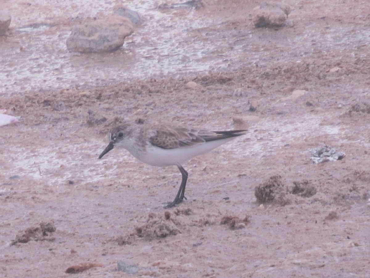 Semipalmated Sandpiper - Audrey Whitlock