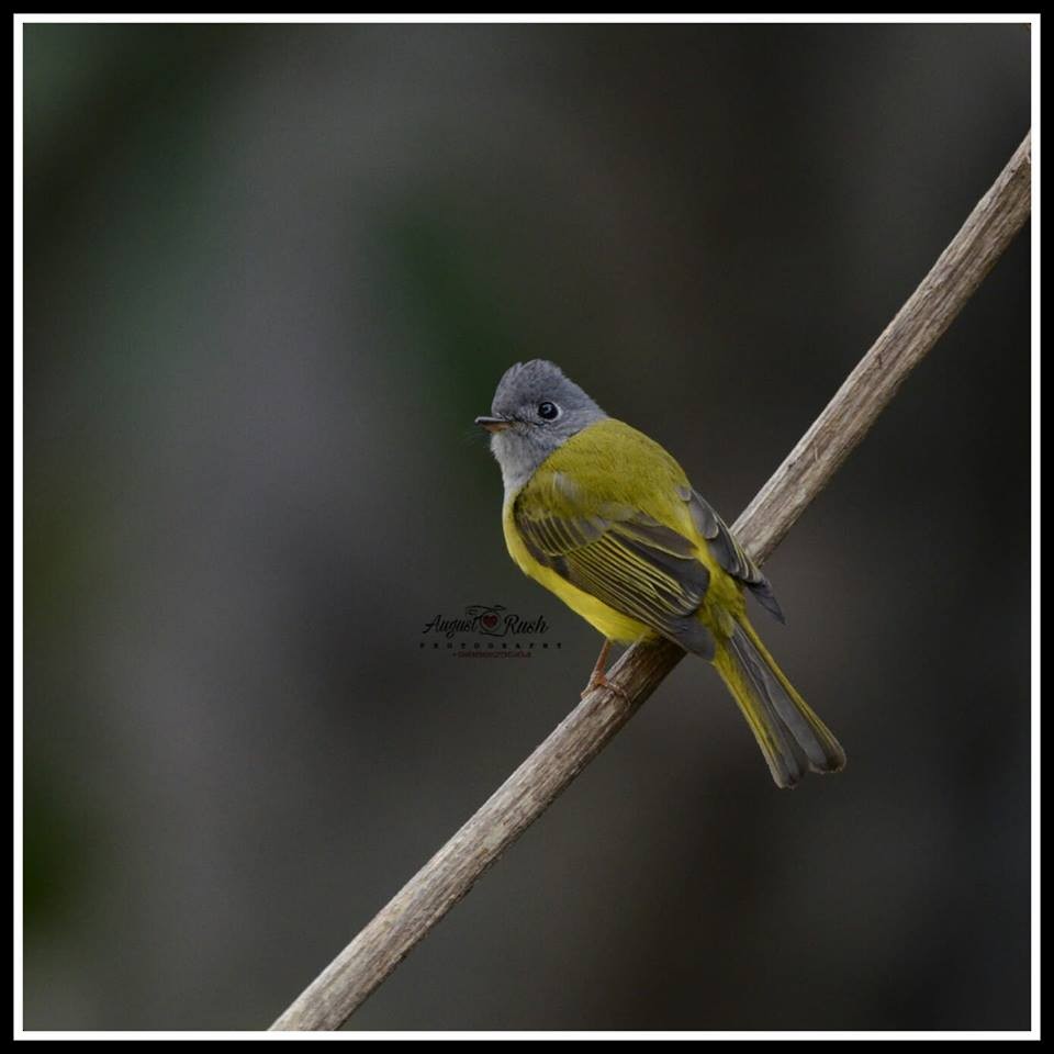 Gray-headed Canary-Flycatcher - ML147175931