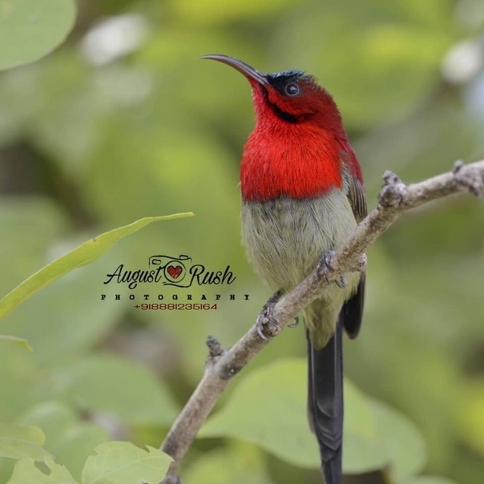 Crimson Sunbird (Goulpourah) - ML147178511