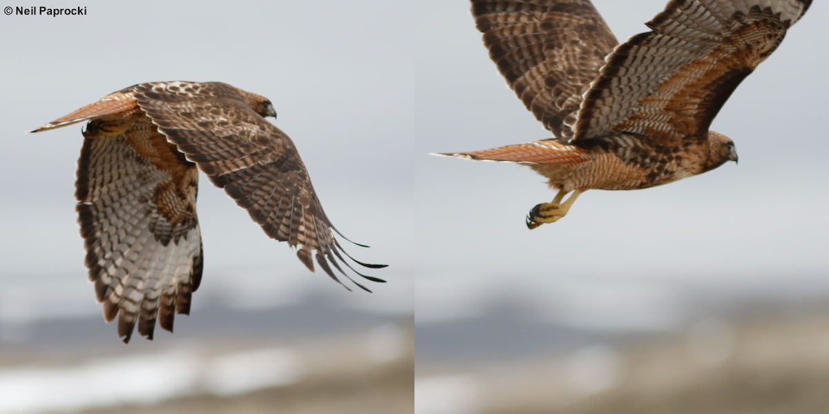Red-tailed Hawk (calurus/alascensis) - Neil Paprocki
