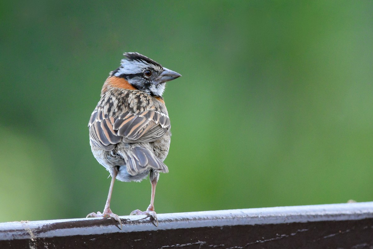 Rufous-collared Sparrow - ML147179311