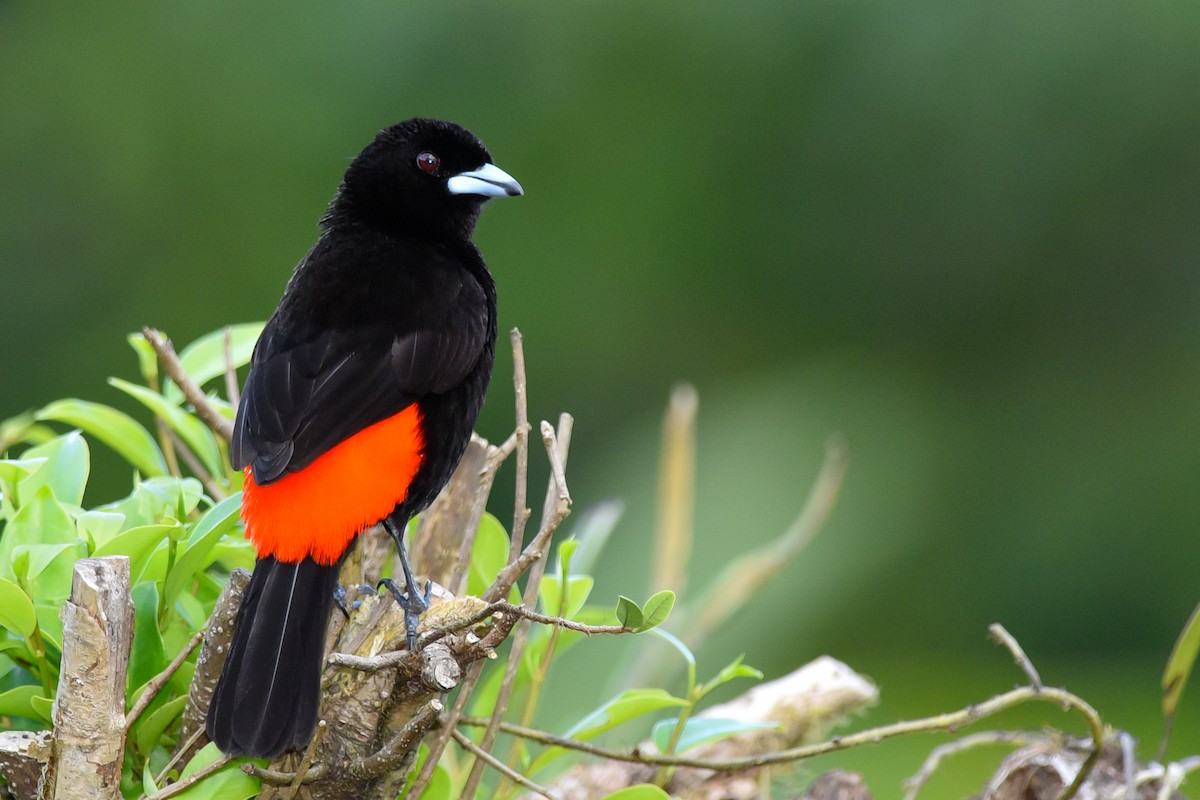 Scarlet-rumped Tanager (Passerini's) - Daniel Irons