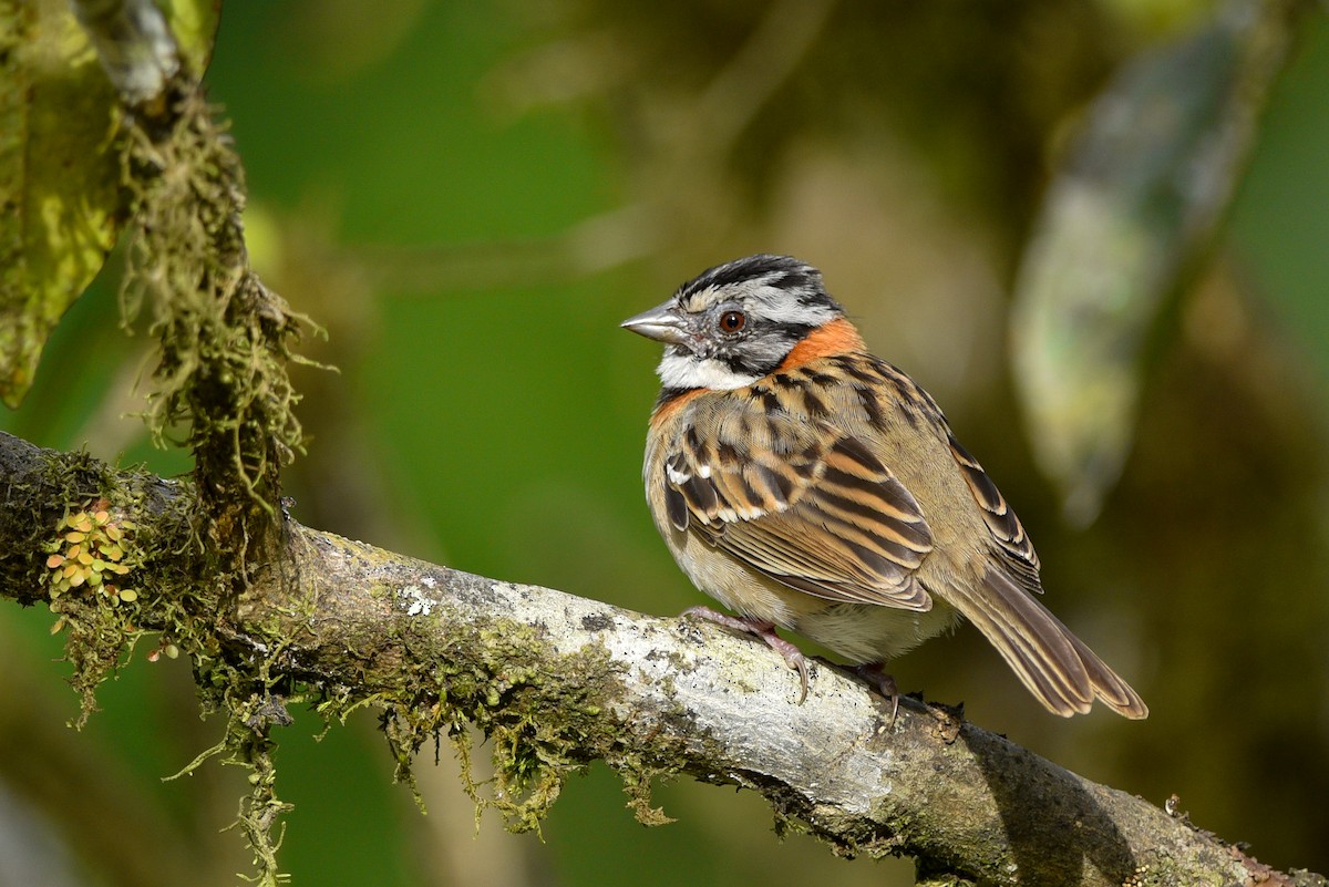 Rufous-collared Sparrow - ML147179491