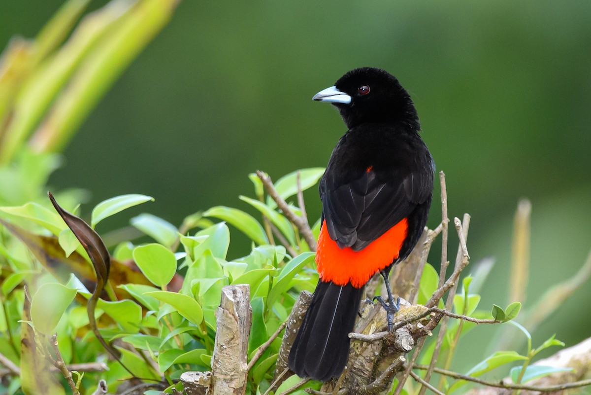 Scarlet-rumped Tanager (Passerini's) - Daniel Irons