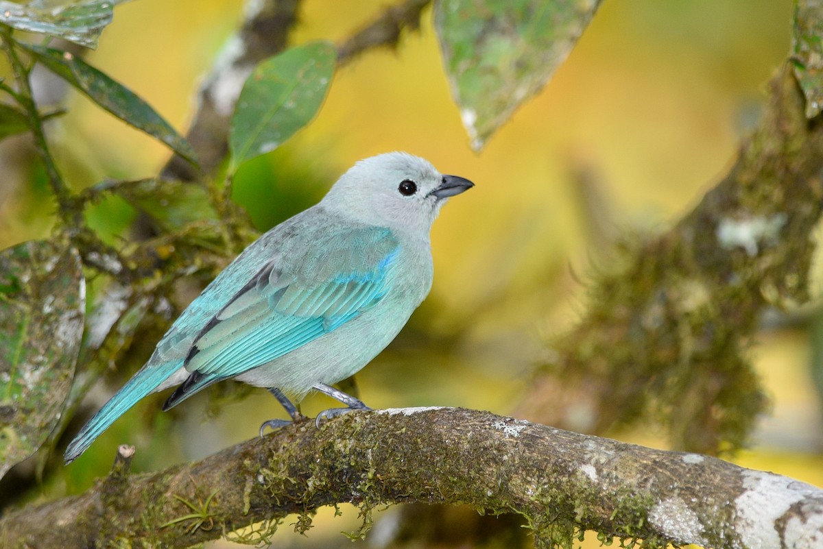 Blue-gray Tanager - ML147179631